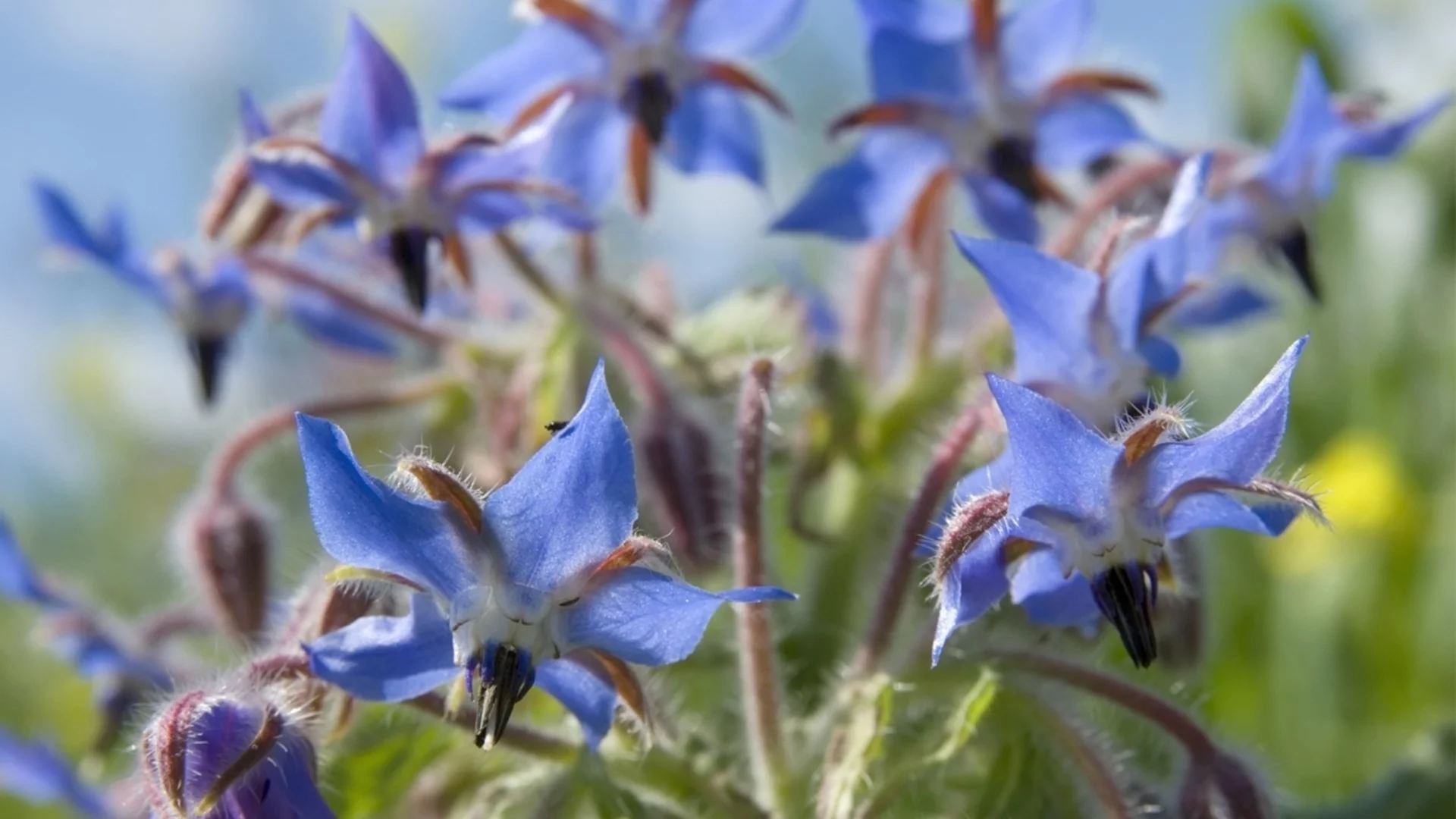 Растението, което трябва да засадите в края на зимата за здрава почва през следващия сезон 