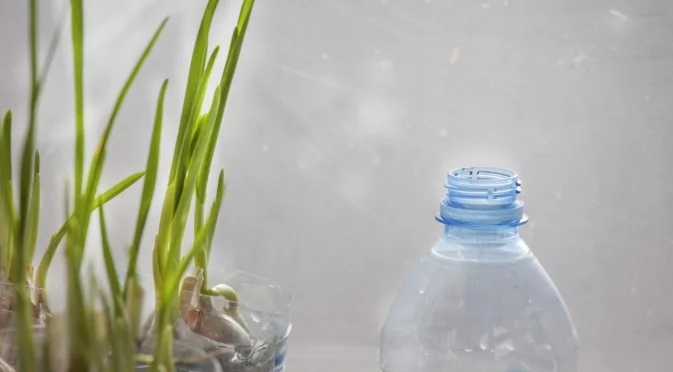 Как да отглеждате чесън в пластмасови бутилки у дома