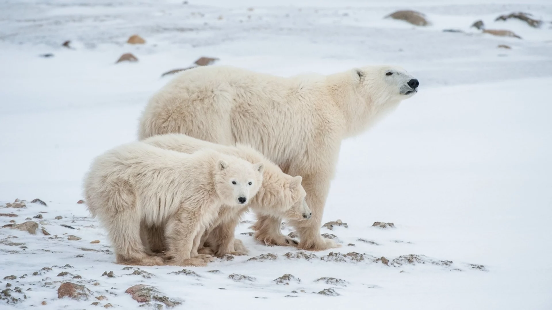 Рядко природно чудо: Полярна мечка осинови чуждо мече (ВИДЕО) 