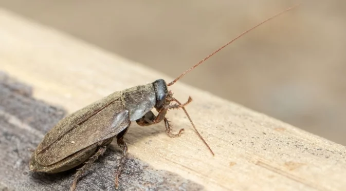 Как да се отървем от хлебарките през зимата