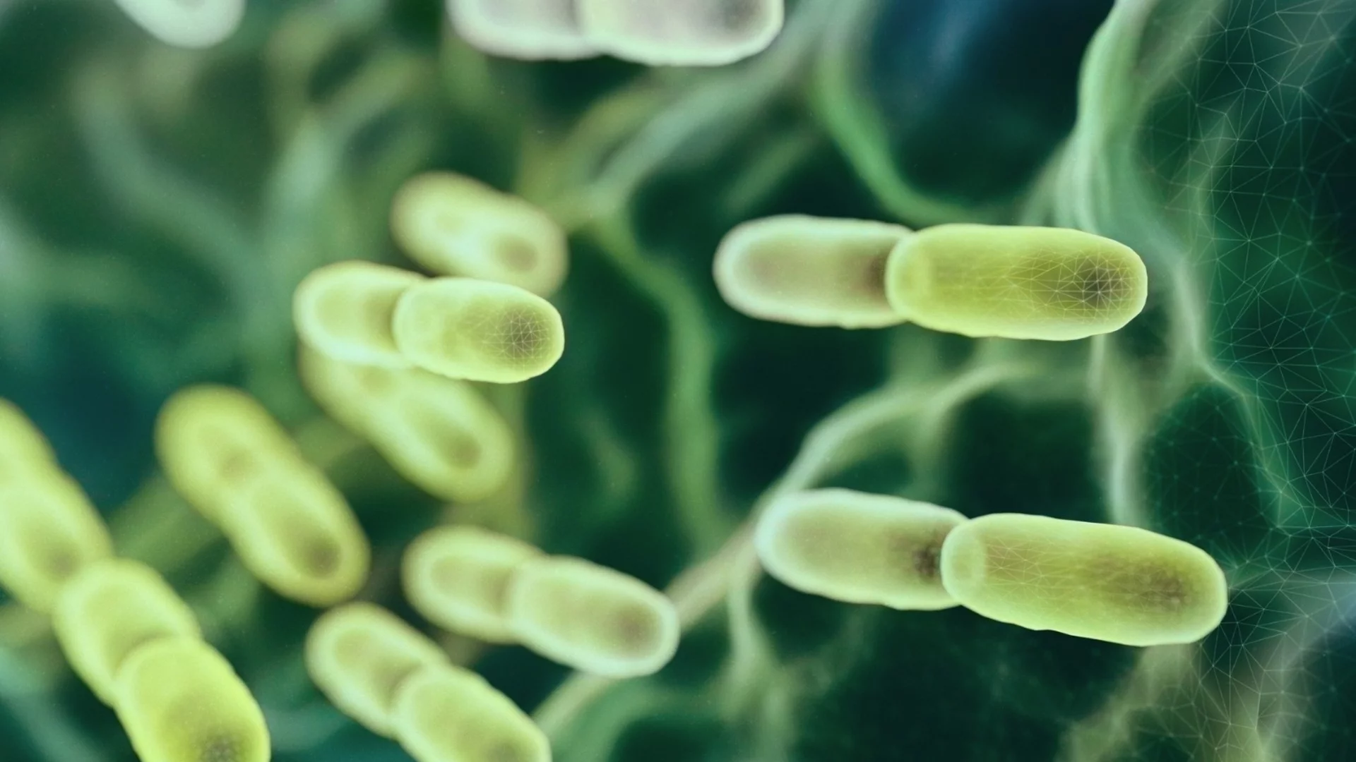 Пребиотици и пробиотици - каква е основната разликата