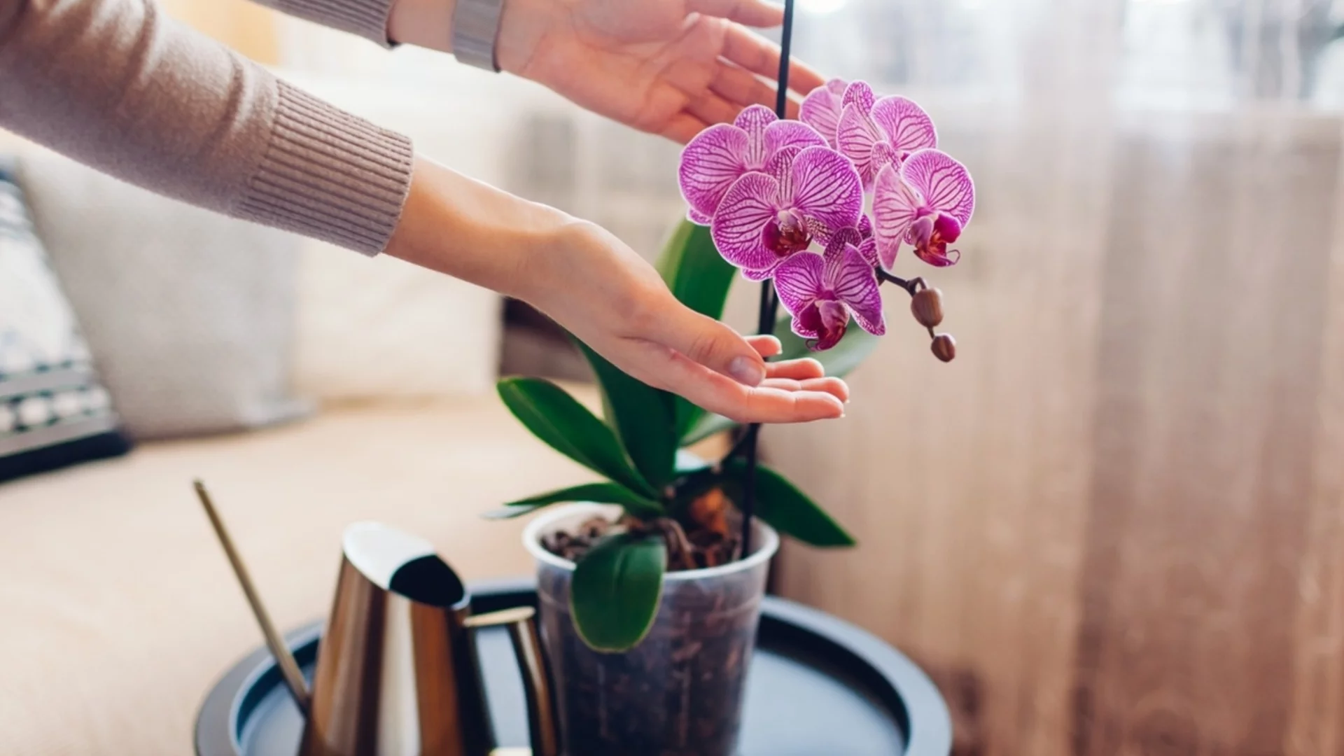 Стайни растения, които пречистват въздуха