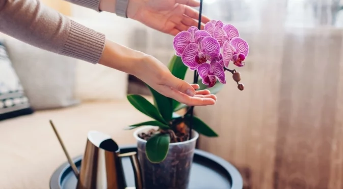 Стайни растения, които пречистват въздуха