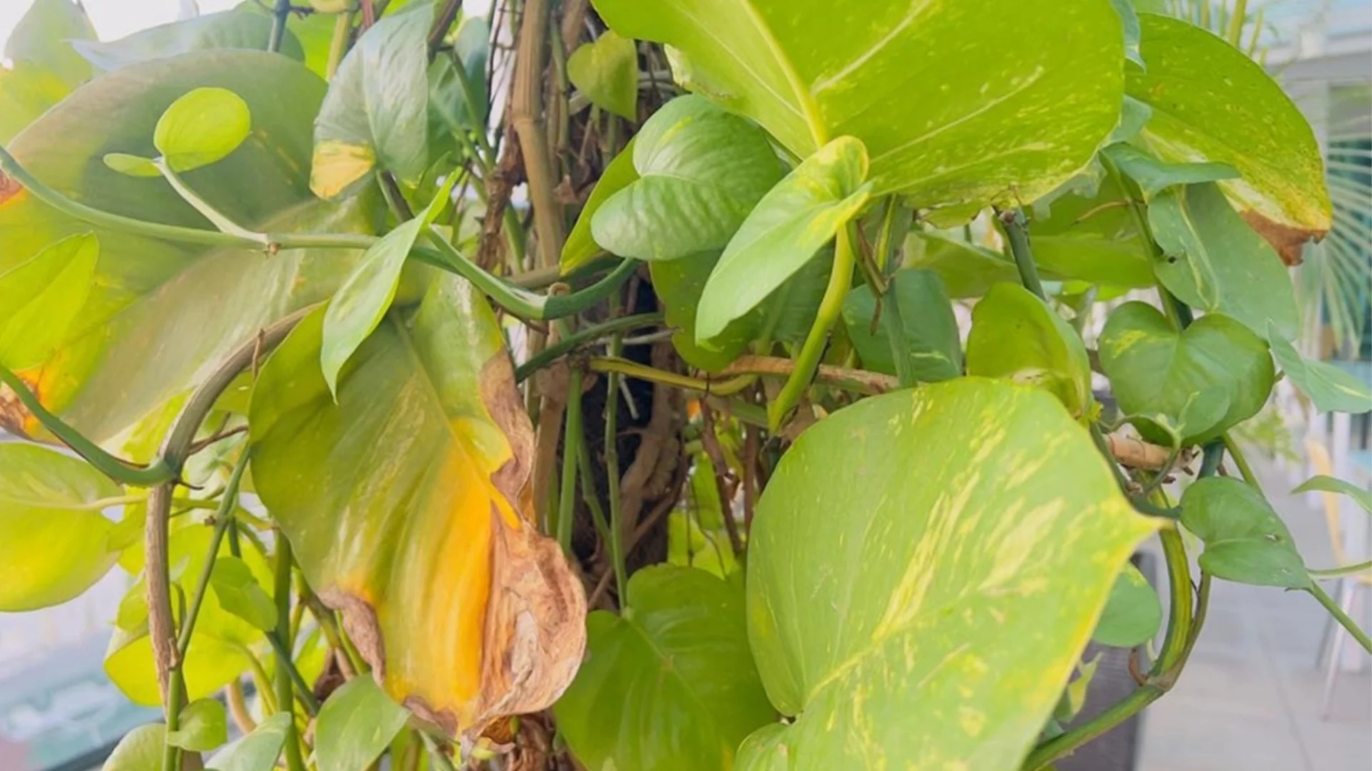 Причини листата на вашия потос да почерняват 