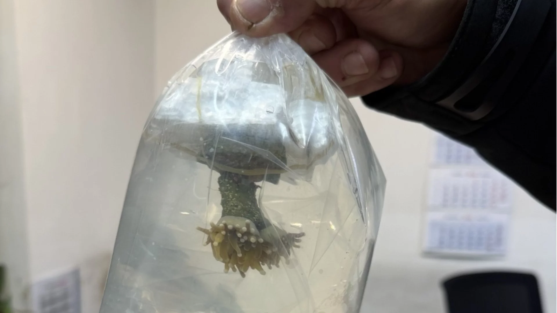 Необичаен трафик: Задържаха живи корали на "Капитан Андреево"