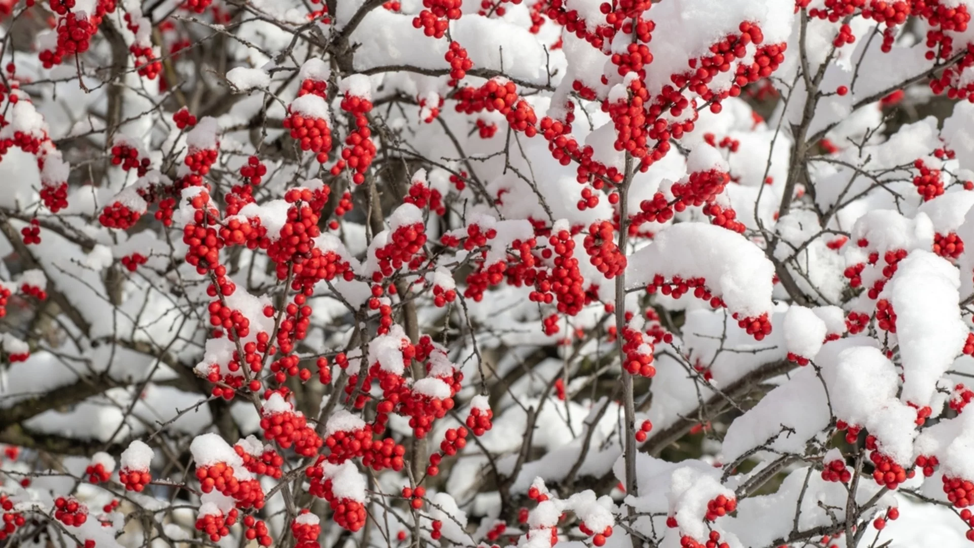Градинарите се кълнат в тях: Зимни растения, които могат да преживеят сняг и екстремни студове