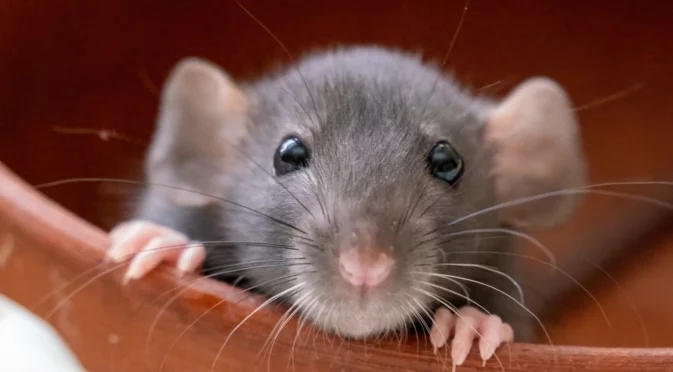 6 миризми, които ще ви отърват от мишките