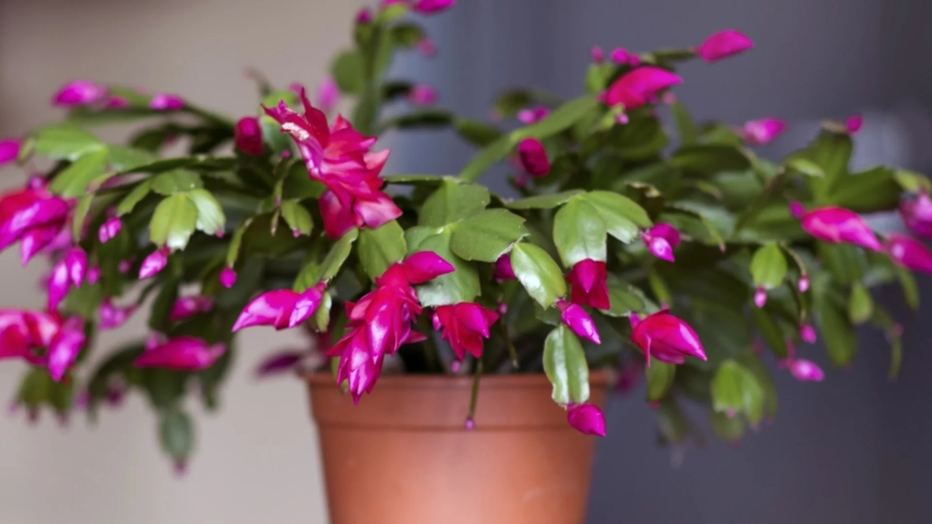 Лесен трик, с който коледният ви кактус ще разцъфне за нула време 