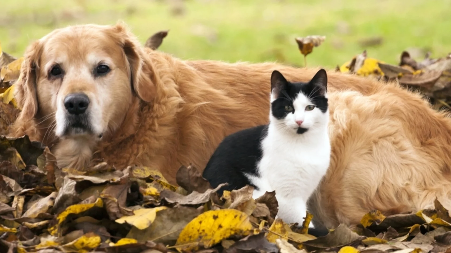 Дъждовна или слънчева събота? Времето утре - 20 декември 2025 г. 