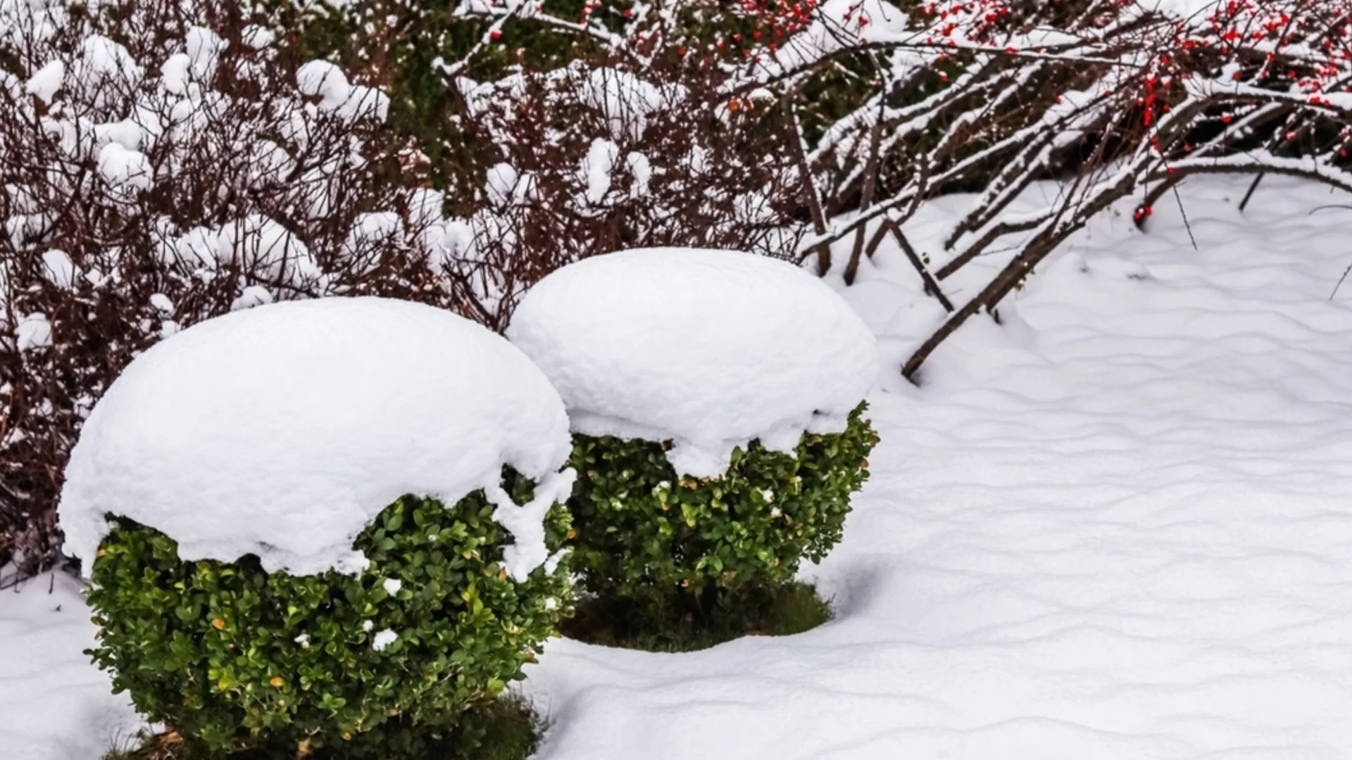 Как да предпазите чемширите