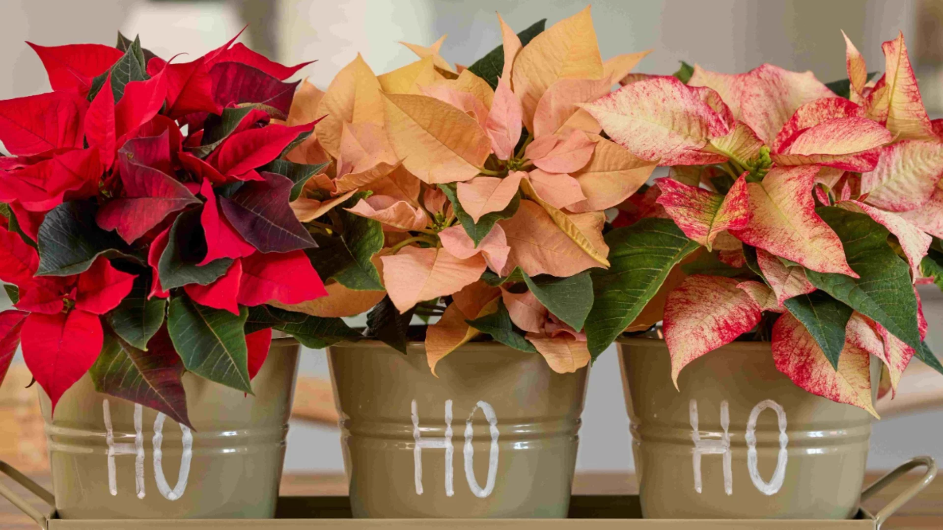 Ето как да поливате коледна звезда, така че да НЕ умре след празниците