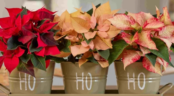 Ето как да поливате коледна звезда, така че да НЕ умре след празниците