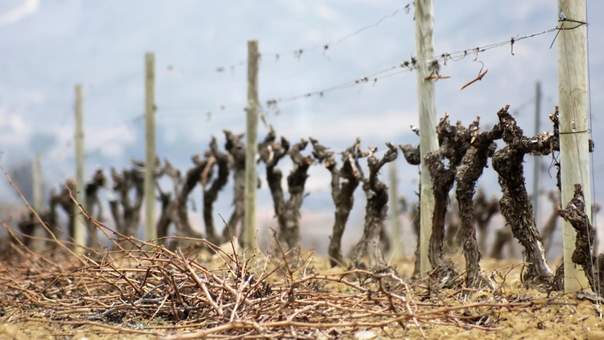 Как да направите зимна резитба на лозите
