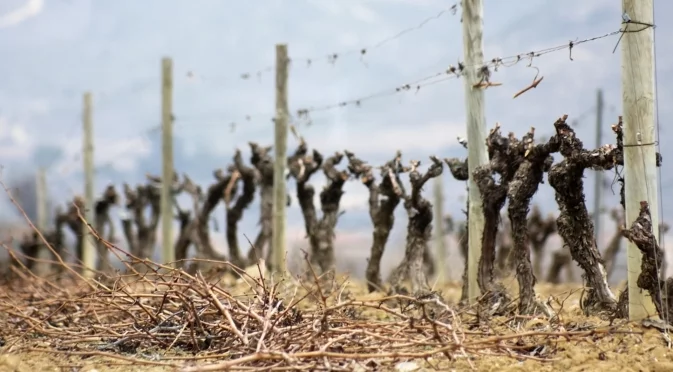 Как да направите зимна резитба на лозите