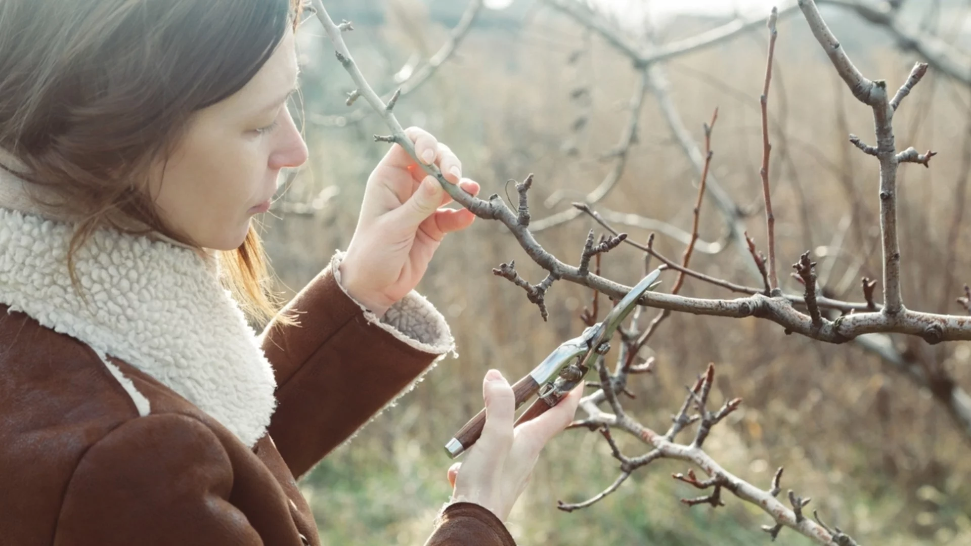 Растения, които трябва да подрежете през декември, преди да е станало твърде късно  