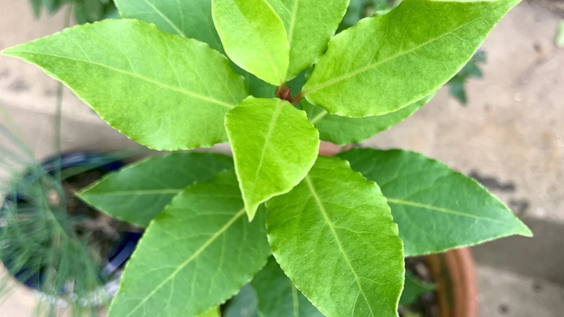 Сортове растения от дафинов лист, които растат добре в контейнери