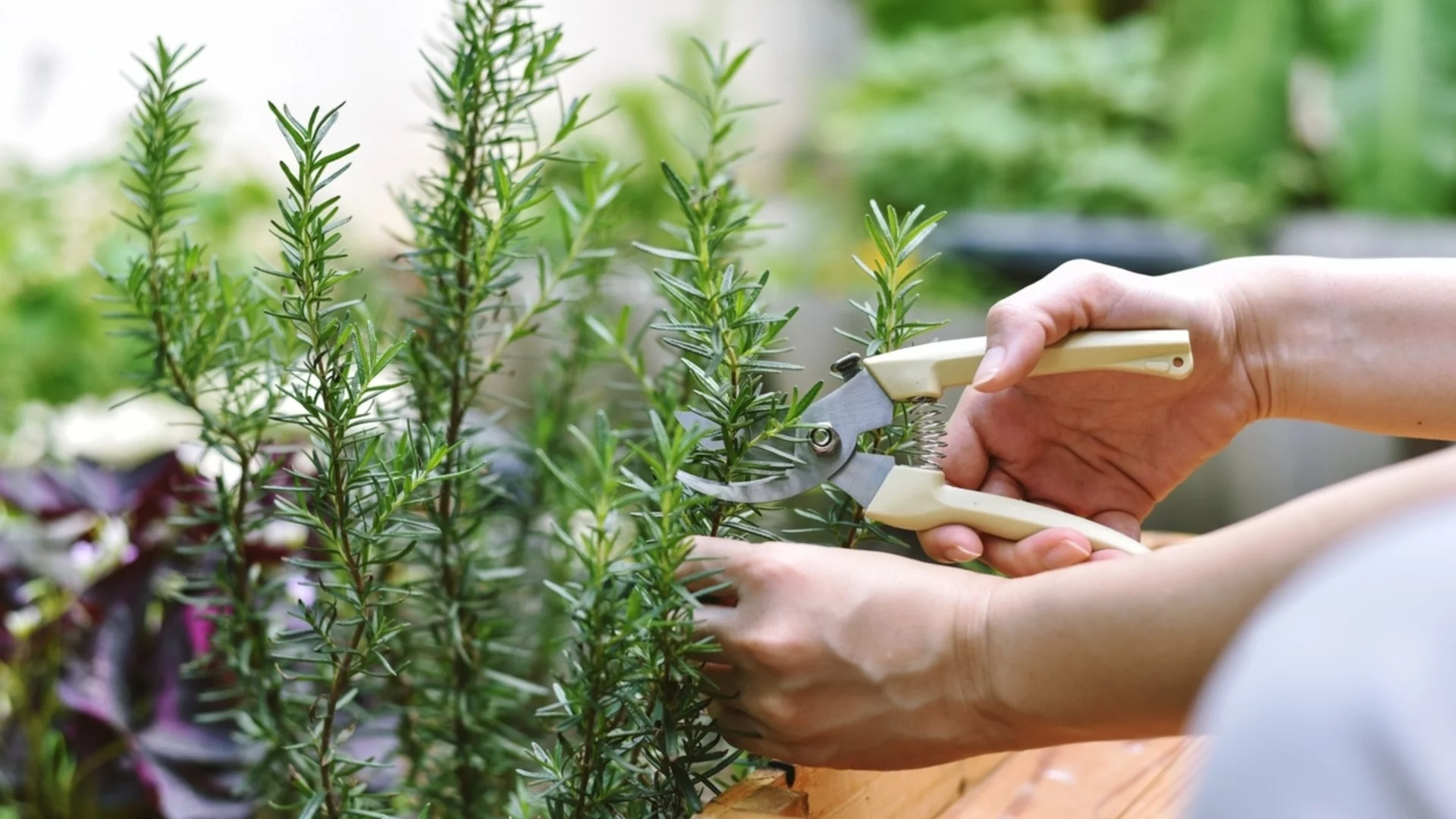 Трик за отглеждане на процъфтяващи растения розмарин на закрито 