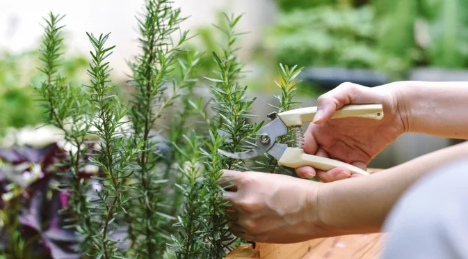 Трик за отглеждане на процъфтяващи растения розмарин на закрито 