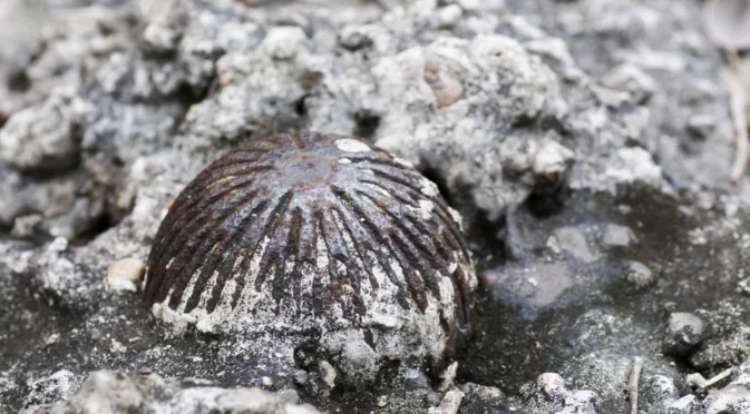 САЩ отменят забраната за използване на противопехотни мини