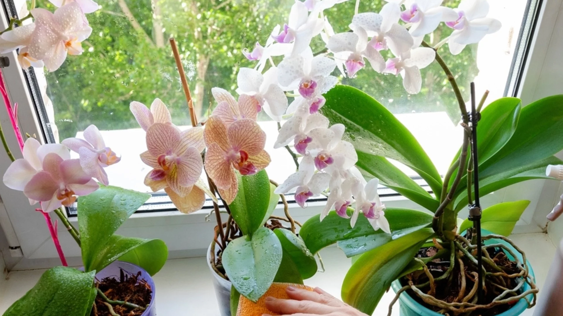 Шведски метод за орхидеи: Ще цъфтят като луди дори посред зима