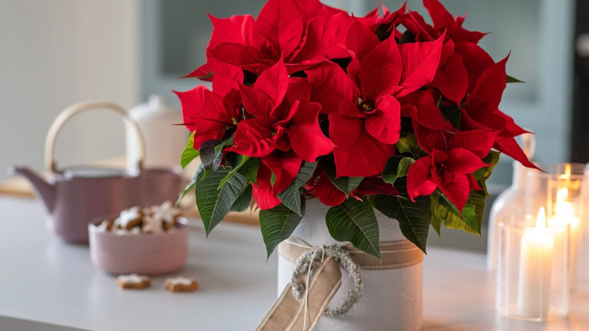 Значението на коледната звезда: Дълбока символика и доза митично вдъхновение 