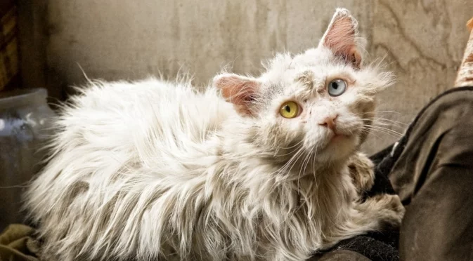 Хванаха го в крачка: Мъж трови котки в Стара Загора (ВИДЕО)