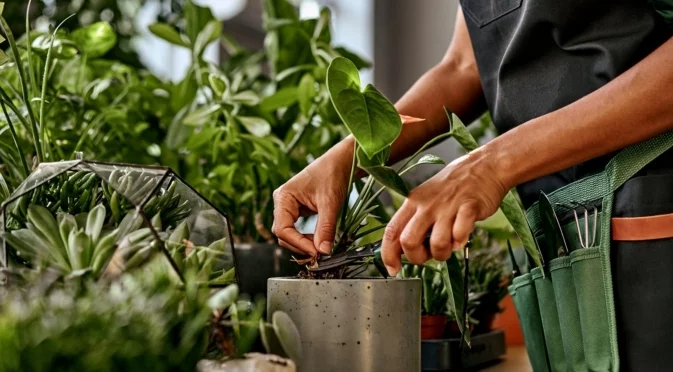 Тези 2 неща са ключови за растенията ви през зимата