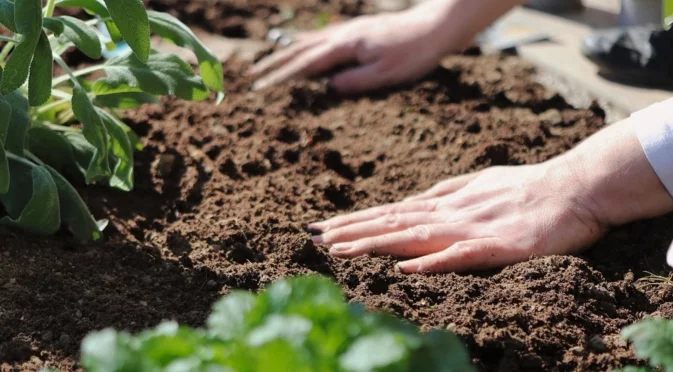 Най-чувствителни зеленчуци към торене