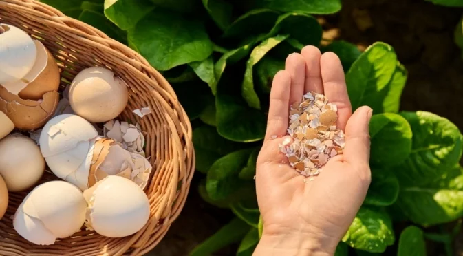 Растения, които трябва да наторите с яйчени черупки