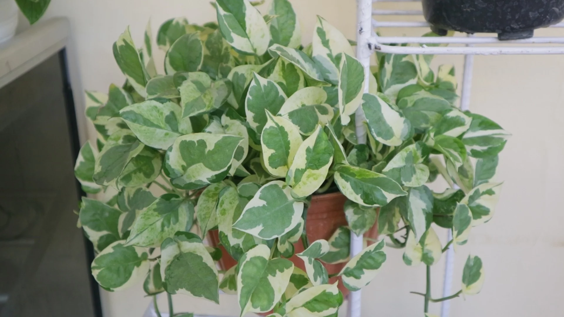Стайното растение, което вирее с малко вода и е лесно за грижи  