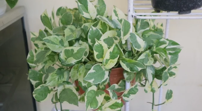 Стайното растение, което вирее с малко вода и е лесно за грижи  