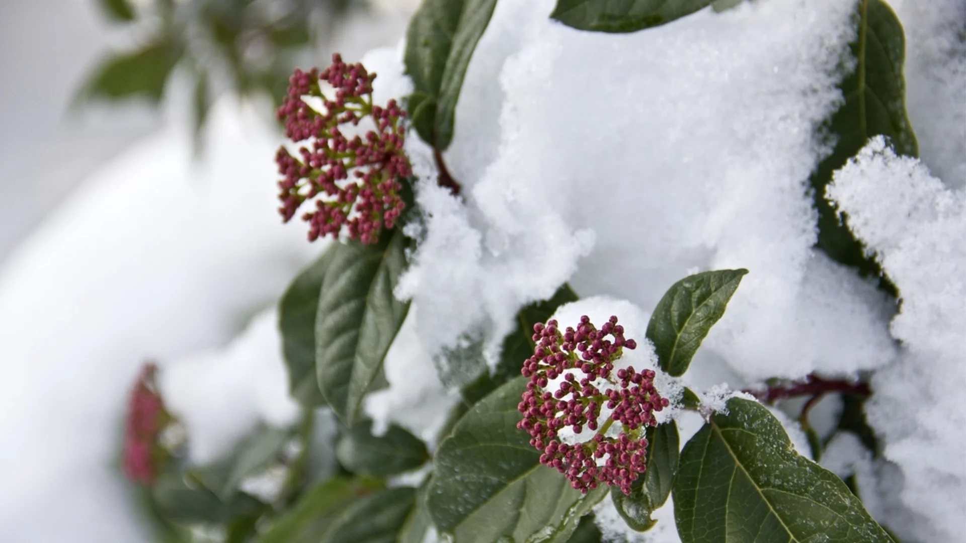 Зимен храст, идеален за бордюри, който има ароматни пролетни цветове  