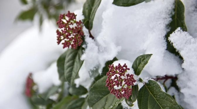 Зимен храст, идеален за бордюри, който има ароматни пролетни цветове  