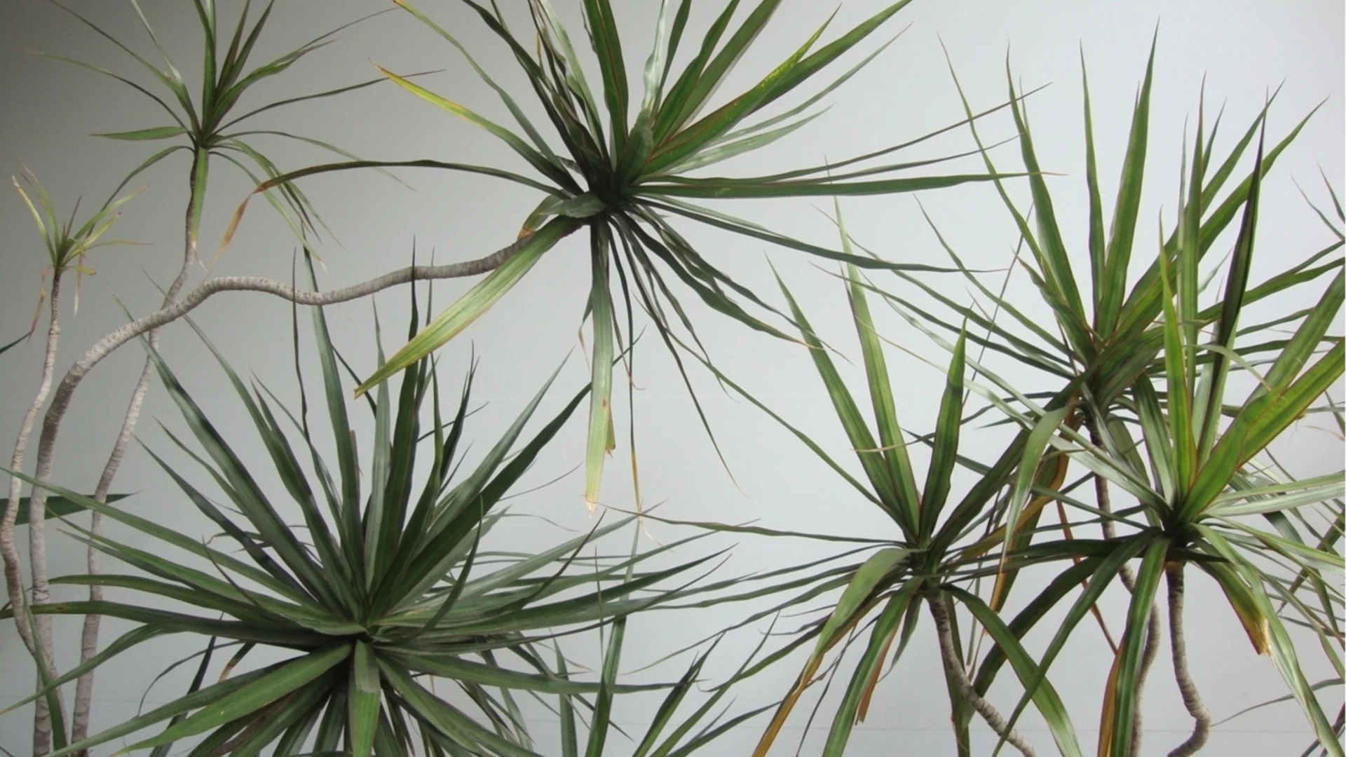 Лесното за отглеждане стайно растение, което прилича на мини дърво 