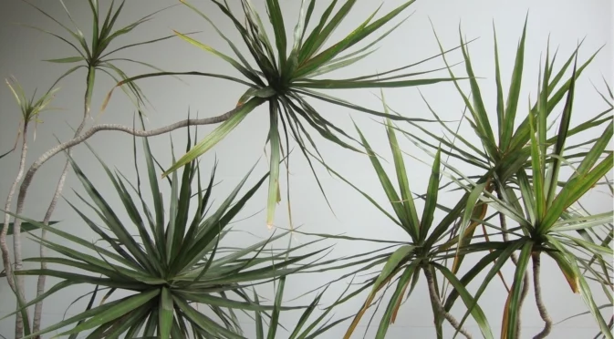 Лесното за отглеждане стайно растение, което прилича на мини дърво 