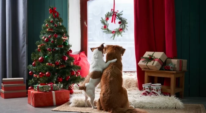 Коледни растения, които са токсични за домашните любимци  