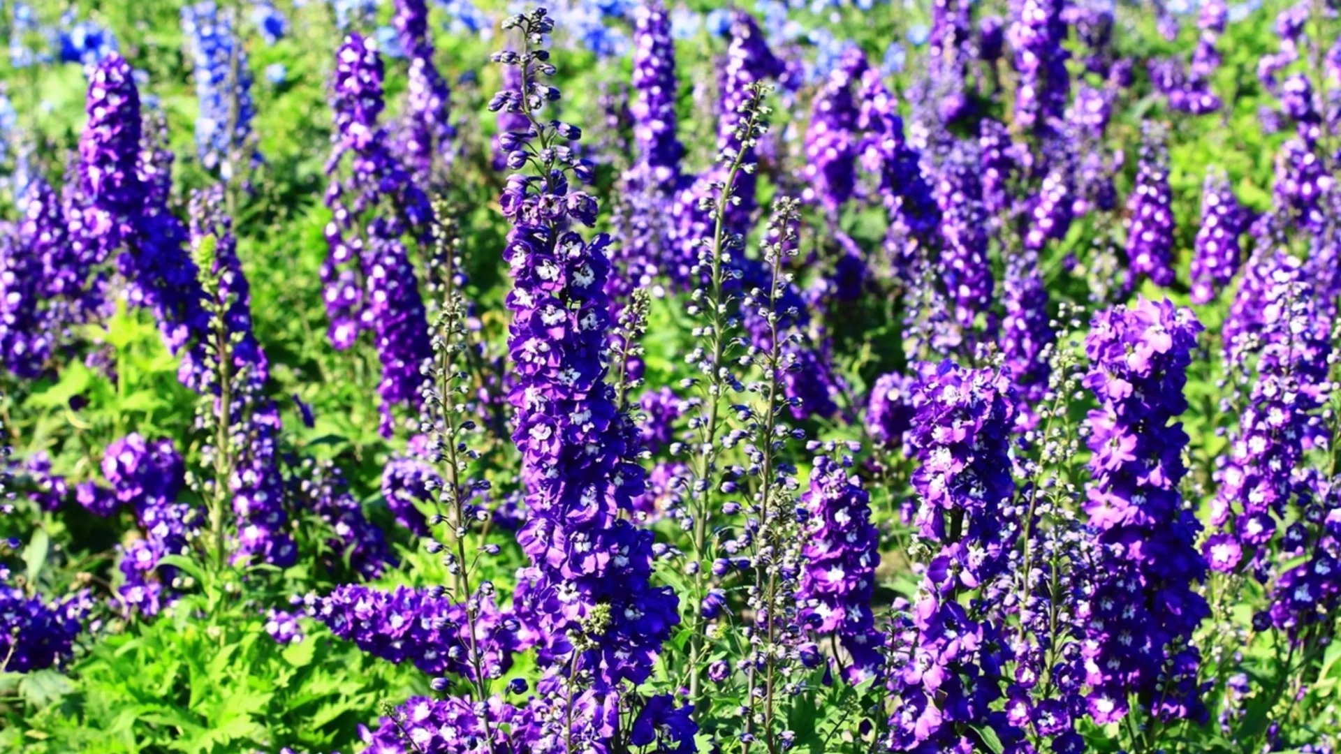 Това е цвете на годината за 2026: Носи топлина и спокойствие