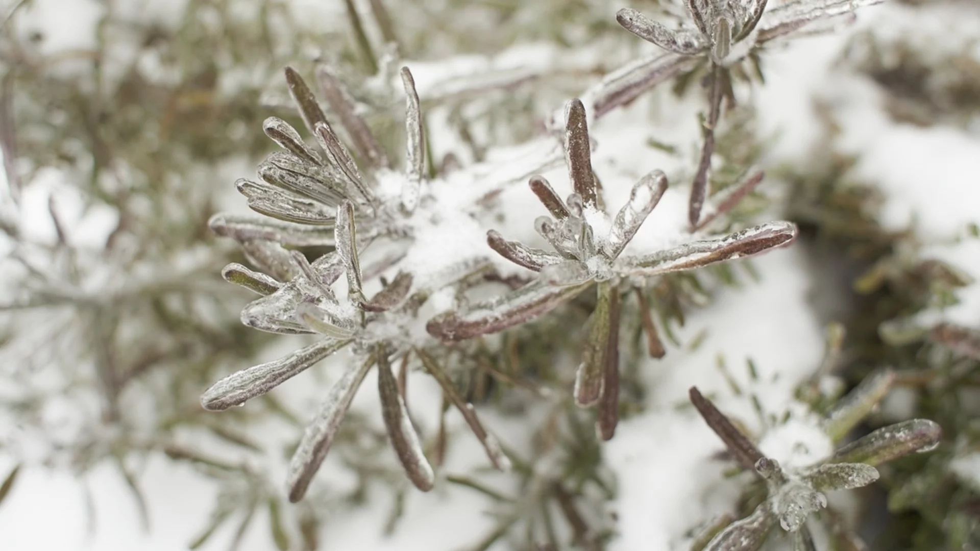 Как да запазим розмарина жив през зимата