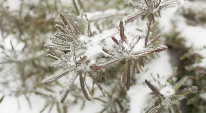 Как да запазим розмарина жив през зимата