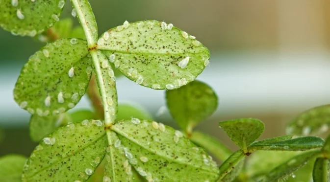 Как бързо и лесно да се отървете от белокрилките в градината