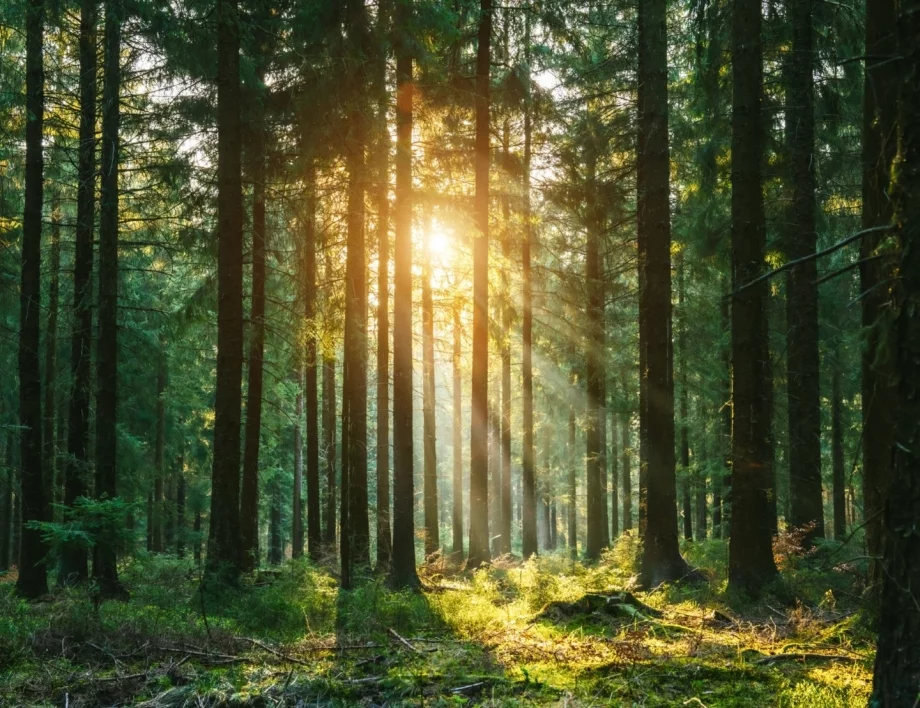 От насекоми с "челюсти" до пернати динозаври: Над 70 нови видове, открити през  2025