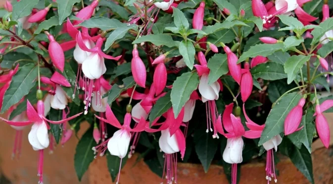 Само така е правилно да поливате коледния кактус