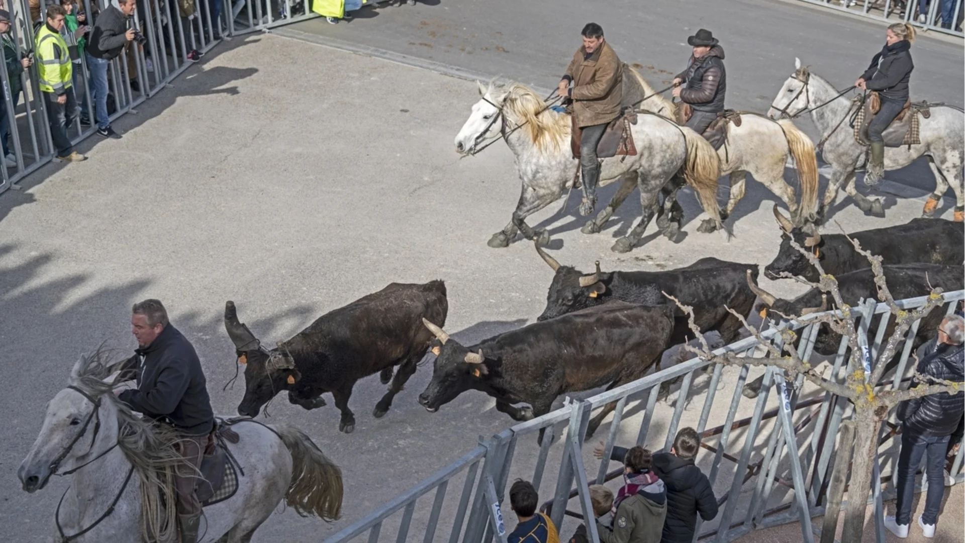 Куриозно: Полиция преследва бикове, избягали от камион в Словакия