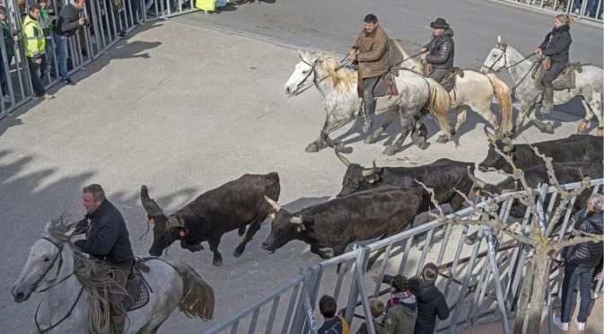 Куриозно: Полиция преследва бикове, избягали от камион в Словакия