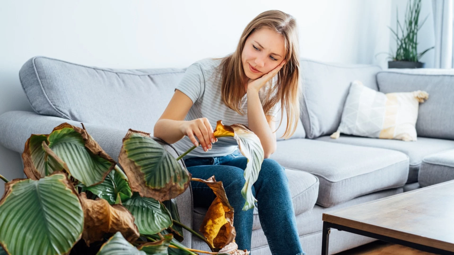 Как се лекува кореново гниене?