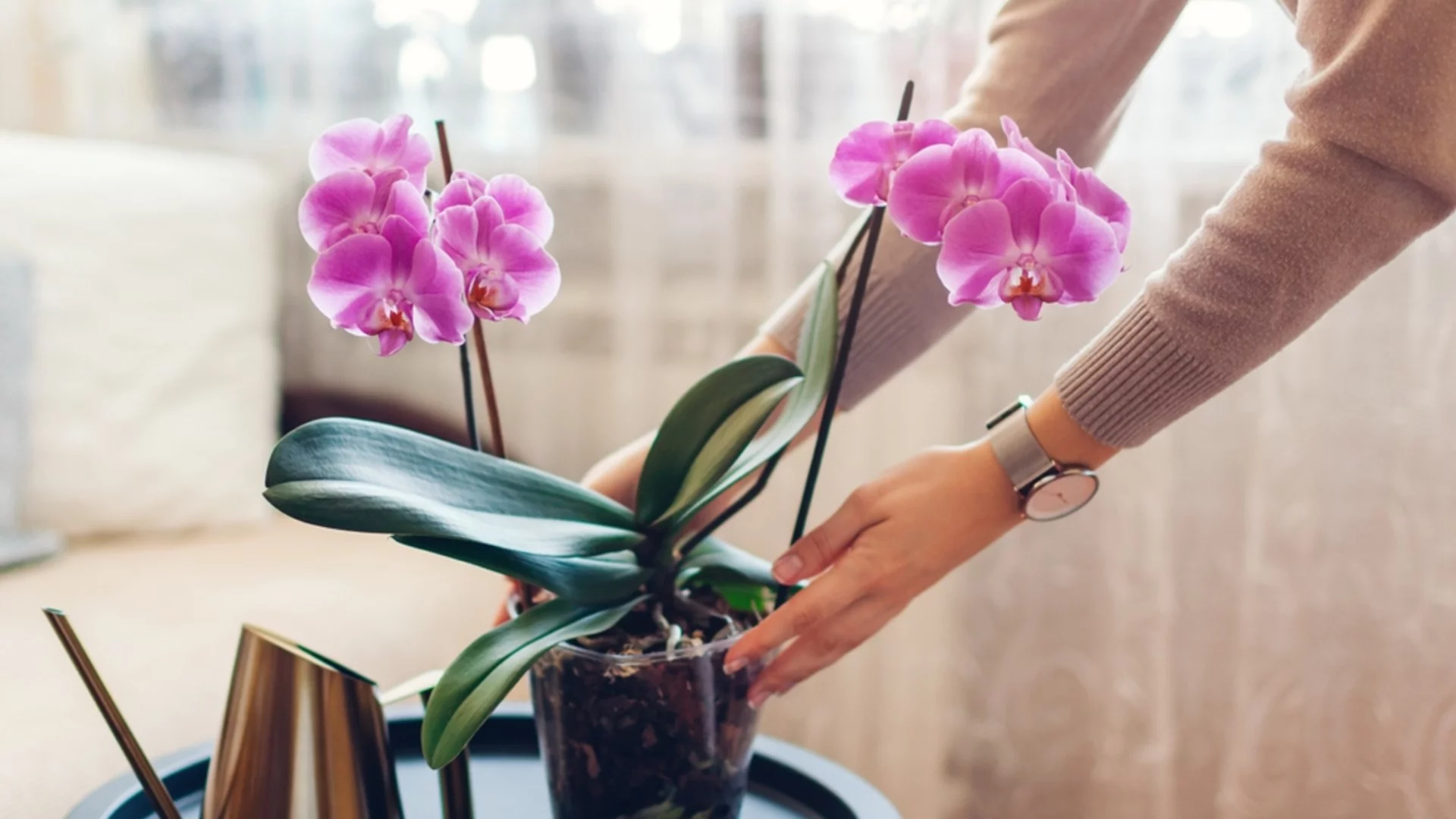 Как да се грижим за орхидеи след цъфтеж за повторен цъфтеж