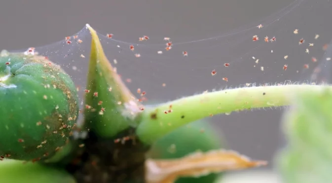 Как да се отървете от паякообразни акари по стайни растения