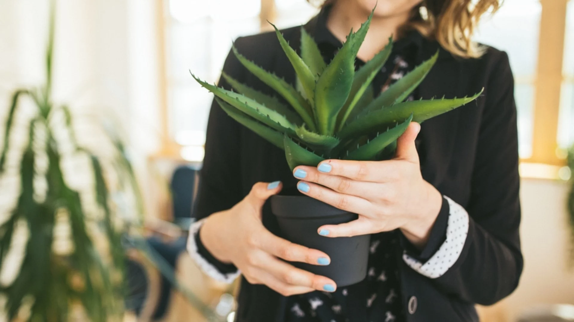 Как да размножите растение алое вера