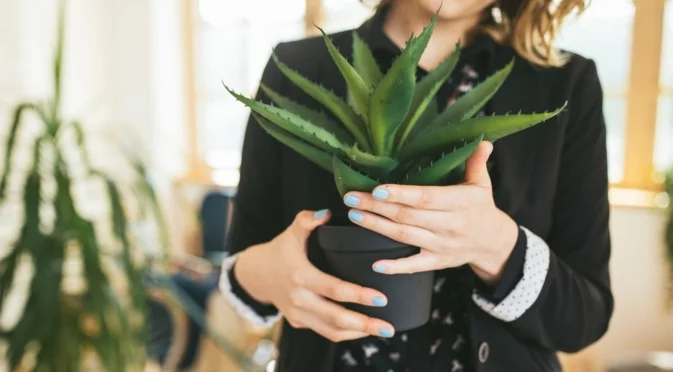 Как да размножите растение алое вера