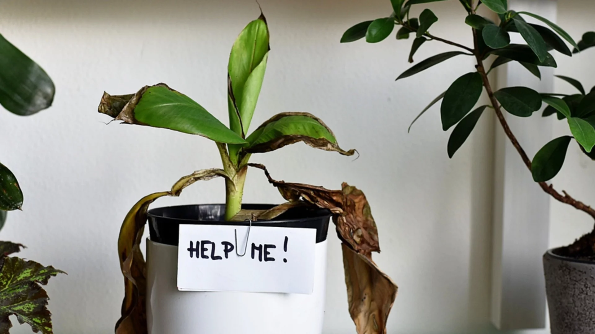 Как да се отървете от брашнестите червеи по стайните си растения